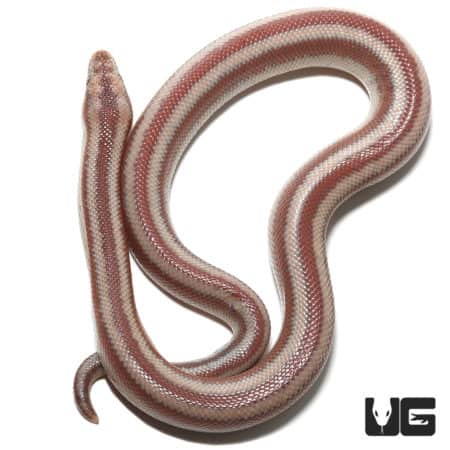 Baby Bay Of La Rosy Boas (Lichanura trivirgata saslowi) For Sale - Underground Reptiles