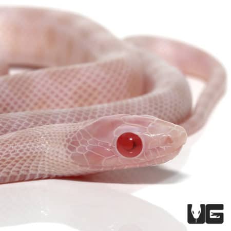 Baby Blizzard Cornsnakes (Pantherophis guttatus) For Sale - Underground Reptiles