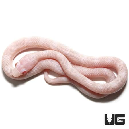 Baby Blizzard Cornsnakes (Pantherophis guttatus) For Sale - Underground Reptiles