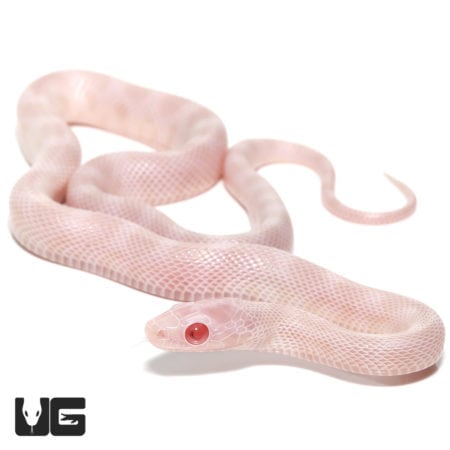 Baby Blizzard Cornsnakes (Pantherophis guttatus) For Sale - Underground Reptiles