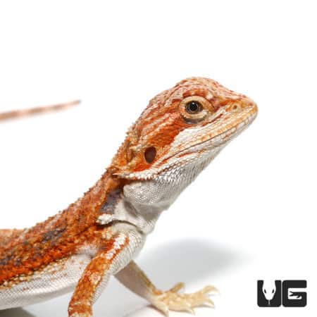Baby Blue Bar Bearded Dragons (Pogona vitticeps) For Sale - Underground Reptiles