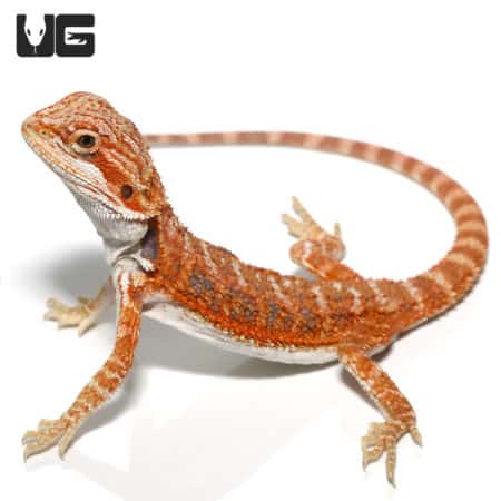 Baby Blue Bar Bearded Dragons (Pogona vitticeps) For Sale - Underground Reptiles
