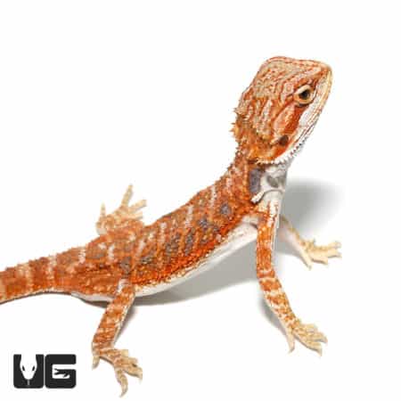 Baby Blue Bar Bearded Dragons (Pogona vitticeps) For Sale - Underground Reptiles