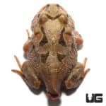 Baby Brown Pacific Pacman Frogs (Ceratophrys stolzmanni) For Sale - Underground Reptiles