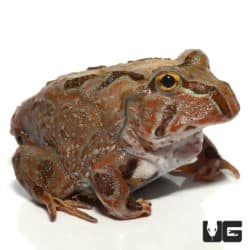 Baby Brown Pacific Pacman Frogs (Ceratophrys stolzmanni) For Sale - Underground Reptiles