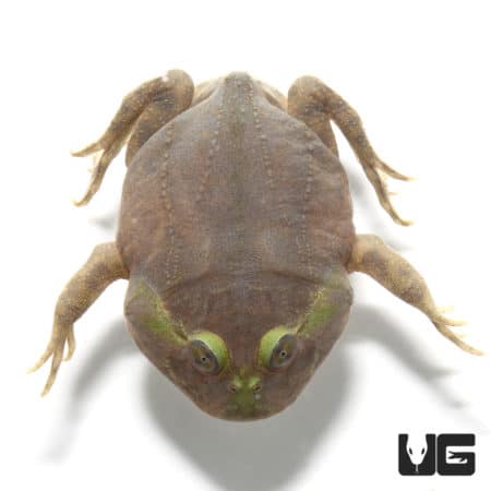 Baby Budgett’s Frog (Lepidobatrachus laevis) For Sale - Underground ...