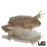 Baby Budgett’s Frog (Lepidobatrachus laevis) For Sale - Underground Reptiles