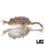 Baby Budgett’s Frog (Lepidobatrachus laevis) For Sale - Underground Reptiles