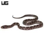 Baby Charcoal Cornsnake (Pantherophis guttatus) For Sale - Underground Reptiles