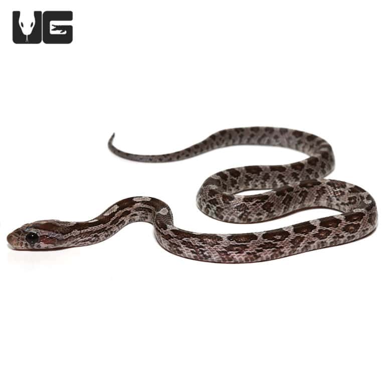 Baby Charcoal Cornsnakes (Pantherophis guttatus) For Sale Underground