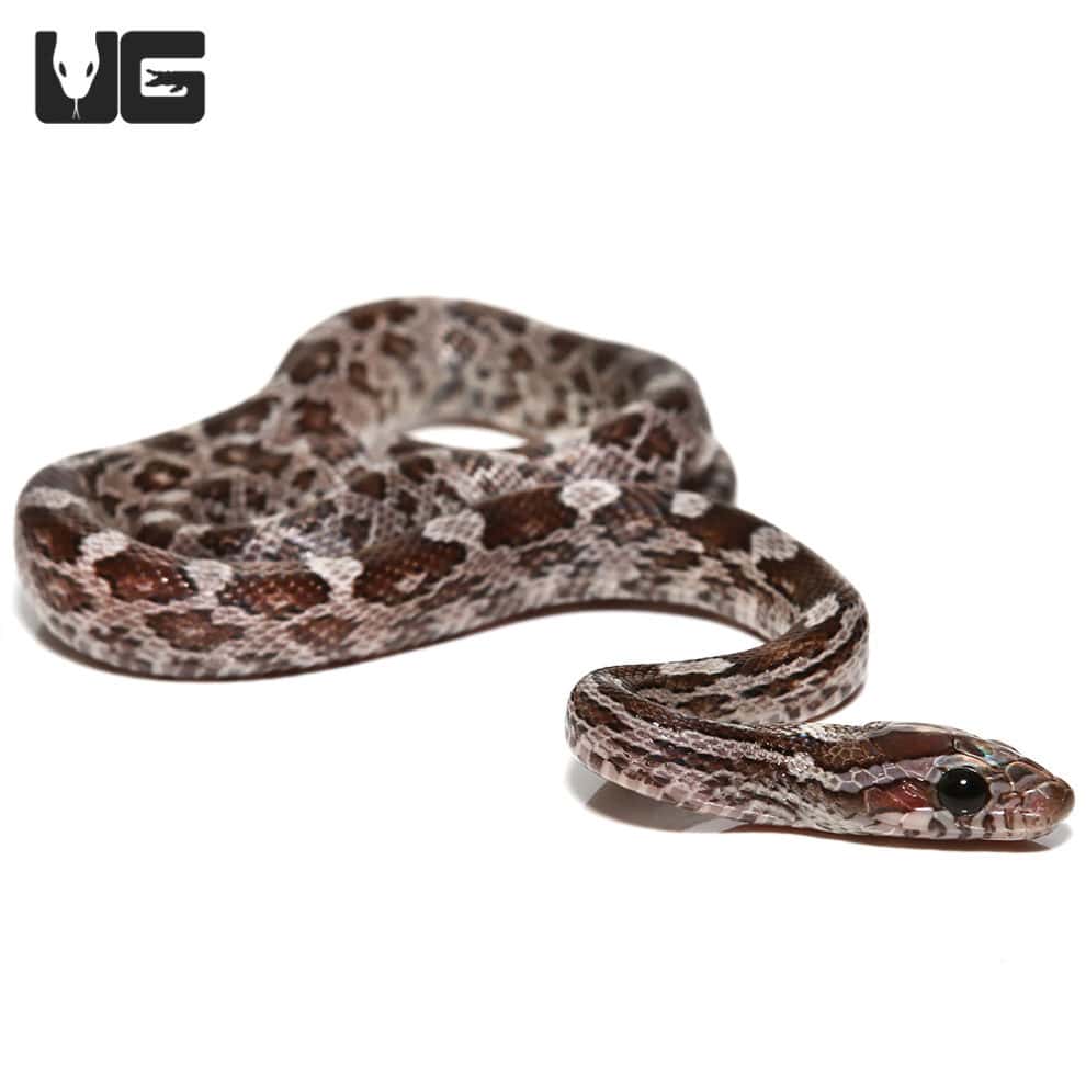 Baby Charcoal Cornsnakes (Pantherophis guttatus) For Sale Underground