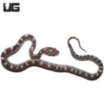 Baby Charcoal Cornsnake (Pantherophis guttatus) For Sale - Underground Reptiles