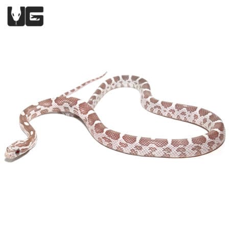 Baby Coral Ghost Cornsnakes (Pantherophis guttatus) For Sale - Underground Reptiles