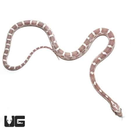 Baby Coral Ghost Cornsnakes (Pantherophis guttatus) For Sale - Underground Reptiles