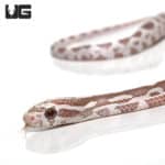 Baby Coral Ghost Cornsnakes (Pantherophis guttatus) For Sale - Underground Reptiles