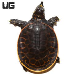 Baby Florida Softshell Turtles (Apalone ferox) For Sale - Underground Reptiles