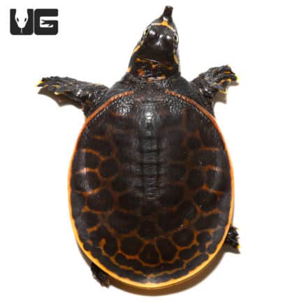 Baby Florida Softshell Turtles For Sale - Underground Reptiles