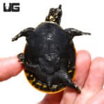 Baby Florida Softshell Turtles (Apalone ferox) For Sale - Underground Reptiles