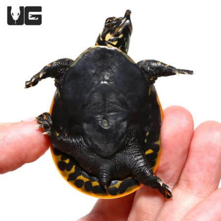 Baby Florida Softshell Turtles For Sale - Underground Reptiles