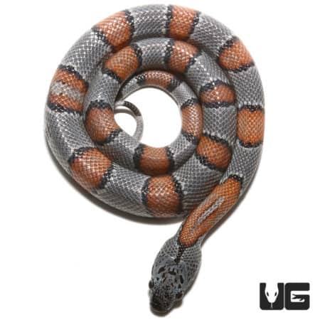 Baby Gray Banded Kingsnakes (Lampropeltis getula) For Sale - Underground Reptiles