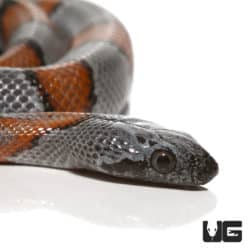 Baby Gray Banded Kingsnakes (Lampropeltis getula) For Sale - Underground Reptiles