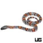 Baby Gray Banded Kingsnakes (Lampropeltis getula) For Sale - Underground Reptiles