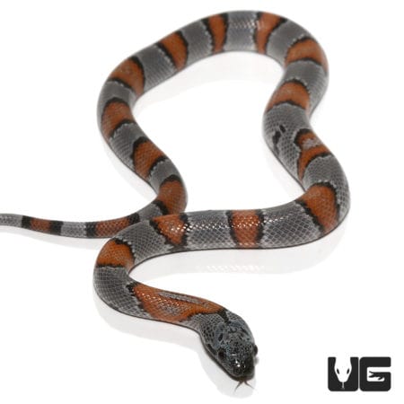 Baby Gray Banded Kingsnakes (Lampropeltis getula) For Sale - Underground Reptiles