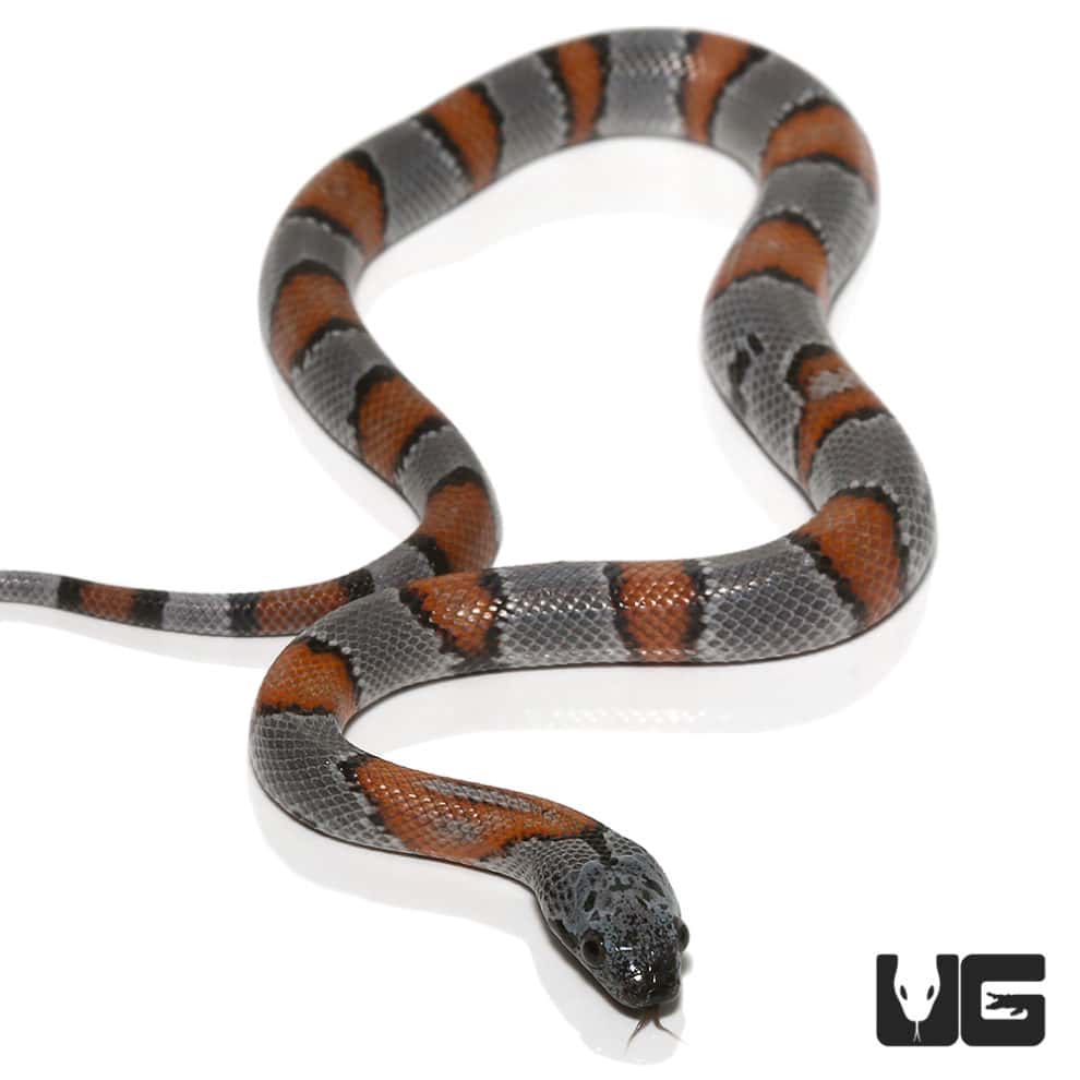Baby Gray Banded Kingsnakes For Sale Underground Reptiles