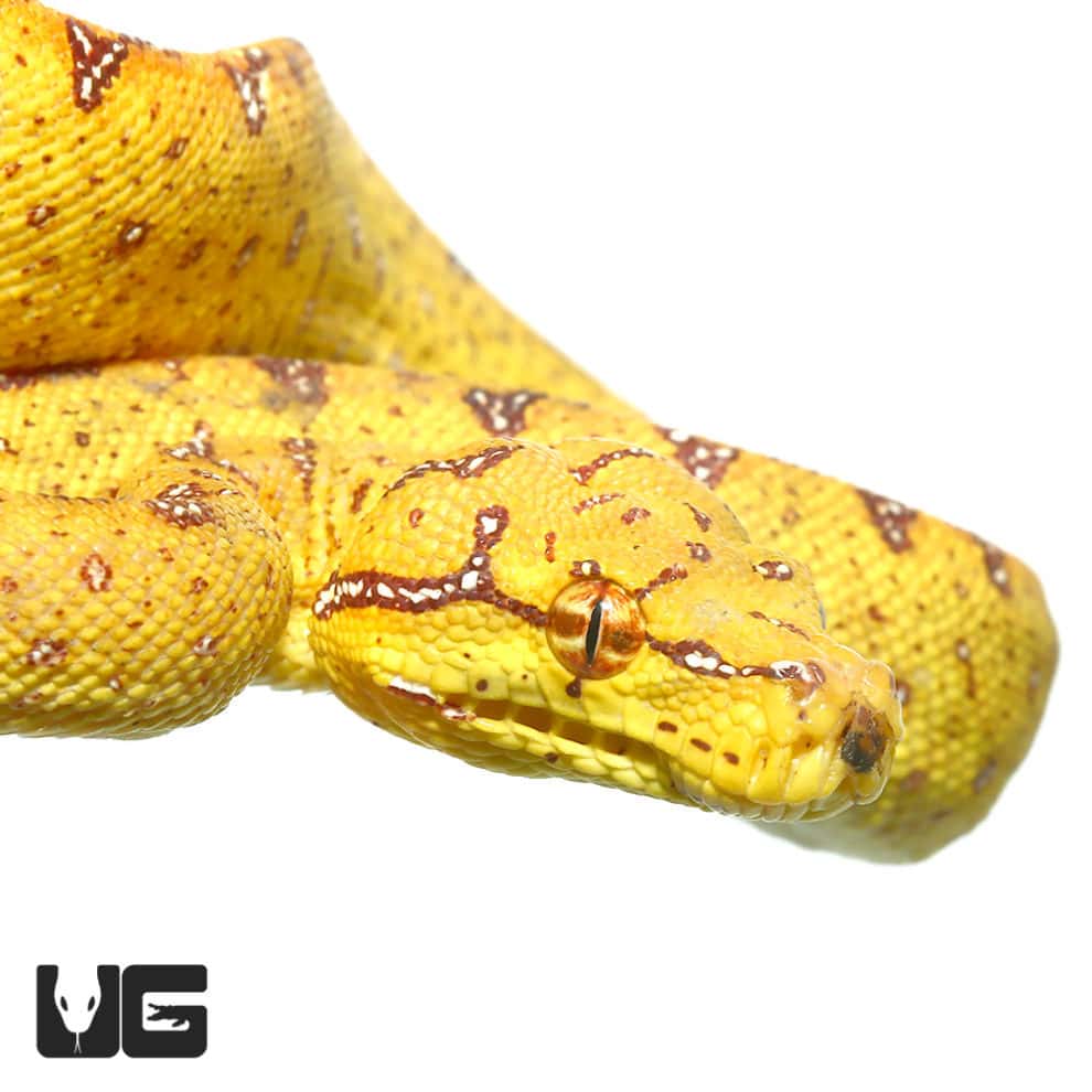 Baby Biak Green Tree Pythons For Sale - Underground Reptiles image.