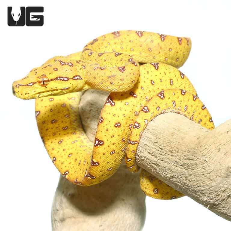 Baby Biak Green Tree Pythons For Sale - Underground Reptiles
