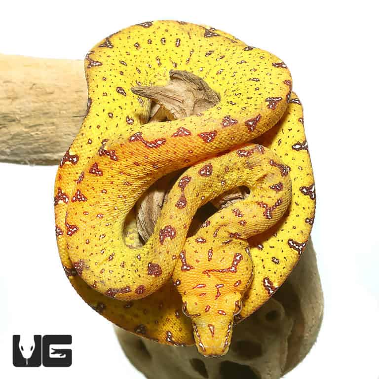 Baby Biak Green Tree Pythons For Sale - Underground Reptiles
