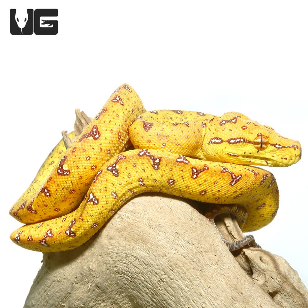 Baby Biak Green Tree Pythons For Sale - Underground Reptiles