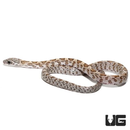 Baby Honey Cornsnakes (Pantherophis guttatus) For Sale - Underground Reptiles