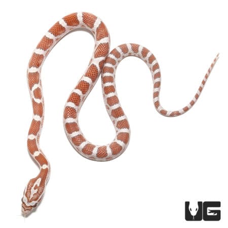 Baby Hypo Het Palmetto (Pantherophis guttatus) For Sale - Underground Reptiles