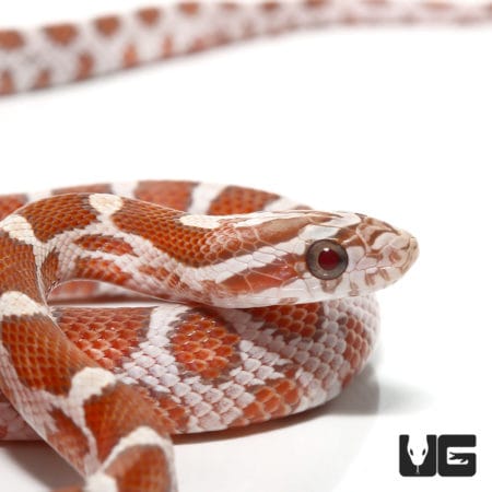 Baby Hypo Het Palmetto (Pantherophis guttatus) For Sale - Underground Reptiles