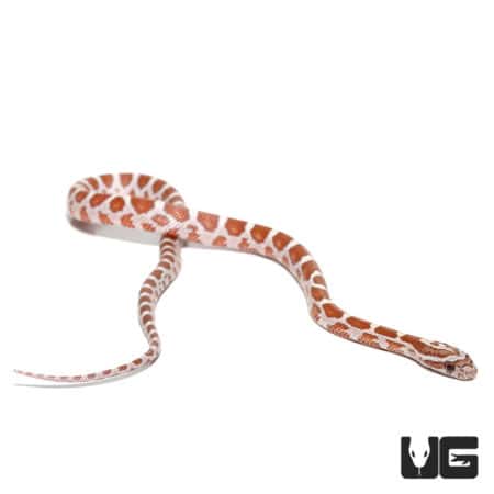 Baby Hypo Het Palmetto (Pantherophis guttatus) For Sale - Underground Reptiles