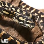 Baby Jungle Carpet Pythons (Morelia spilota cheynei) For Sale - Underground Reptiles