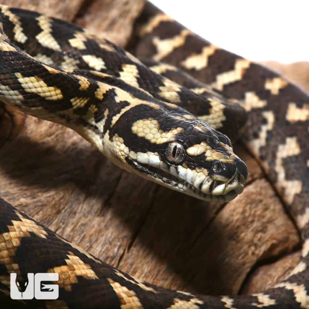 Baby Jungle Carpet Pythons For Sale Underground Reptiles