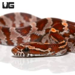 Baby Normal Het Palmetto Cornsnake (Pantherophis guttatus) For Sale - Underground Reptiles
