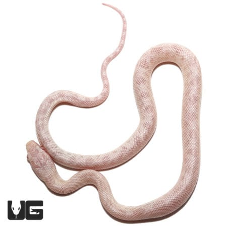 Baby Peppermint Cornsnake (Pantherophis guttatus) For Sale - Underground Reptiles