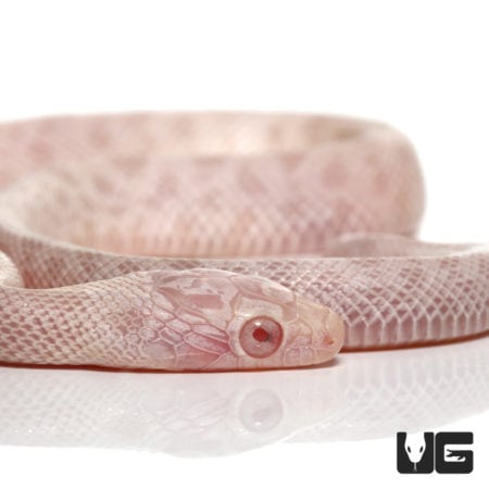Baby Peppermint Cornsnake (Pantherophis guttatus) For Sale - Underground Reptiles