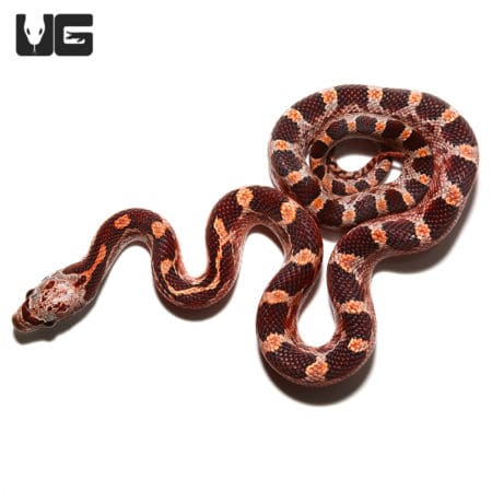 Baby Pied Sided Blood Cornsnakes (Pantherophis guttatus) For Sale - Underground Reptiles