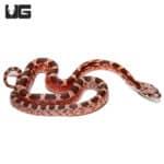Baby Pied Sided Blood Cornsnakes (Pantherophis guttatus) For Sale - Underground Reptiles
