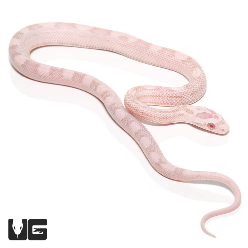 Baby Salmon Snow Cornsnakes (Pantherophis guttatus) For Sale ...