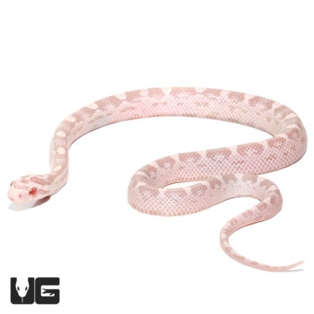 Baby Salmon Snow Het Palmetto Cornsnakes (Pantherophis guttatus) For Sale - Underground Reptiles