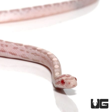 Baby Salmon Snow Het Palmetto Cornsnakes (Pantherophis guttatus) For Sale - Underground Reptiles