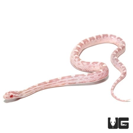 Baby Salmon Snow Het Palmetto Cornsnakes (Pantherophis guttatus) For Sale - Underground Reptiles