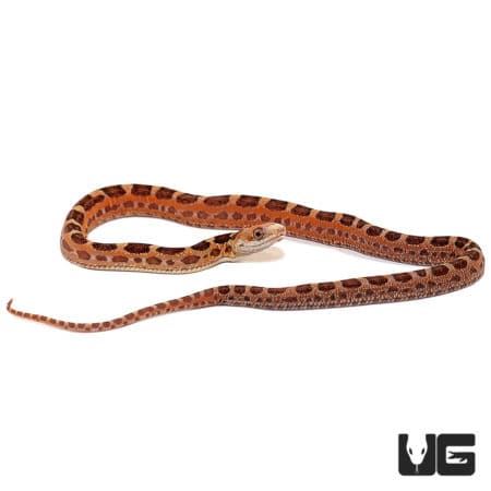 Baby Scaleless Everglades Ratsnakes (Elaphe obsoleta rossalleni) For Sale - Underground Reptiles