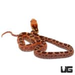 Baby Scaleless Everglades Ratsnakes (Elaphe obsoleta rossalleni) For Sale - Underground Reptiles