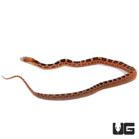 Baby Scaleless Everglades Ratsnakes (Elaphe obsoleta rossalleni) For Sale - Underground Reptiles